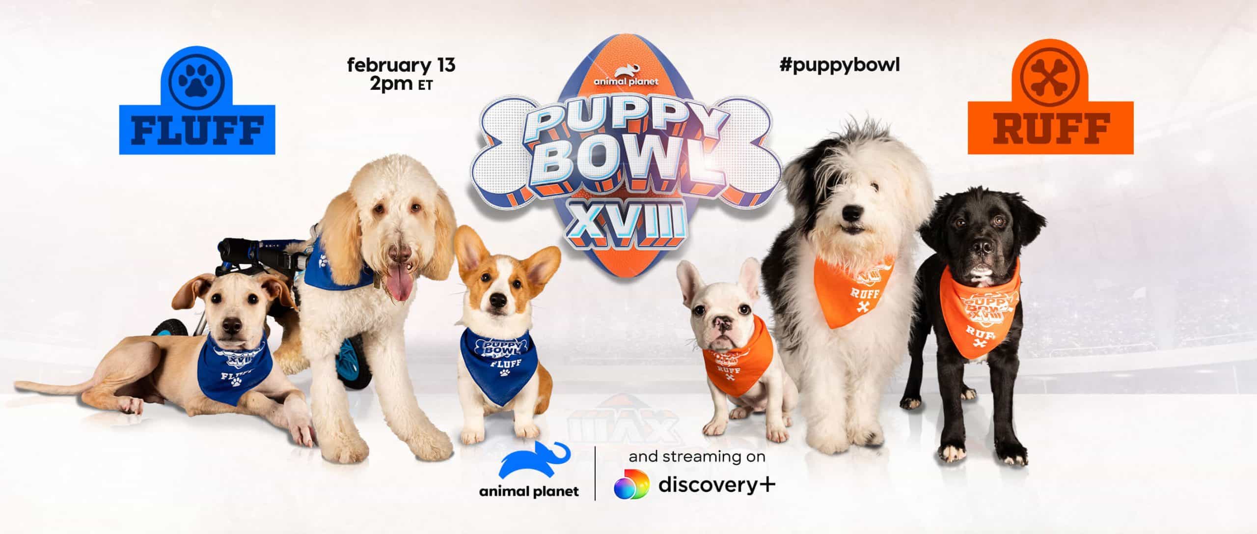 How to Watch the Puppy Bowl 2023 
