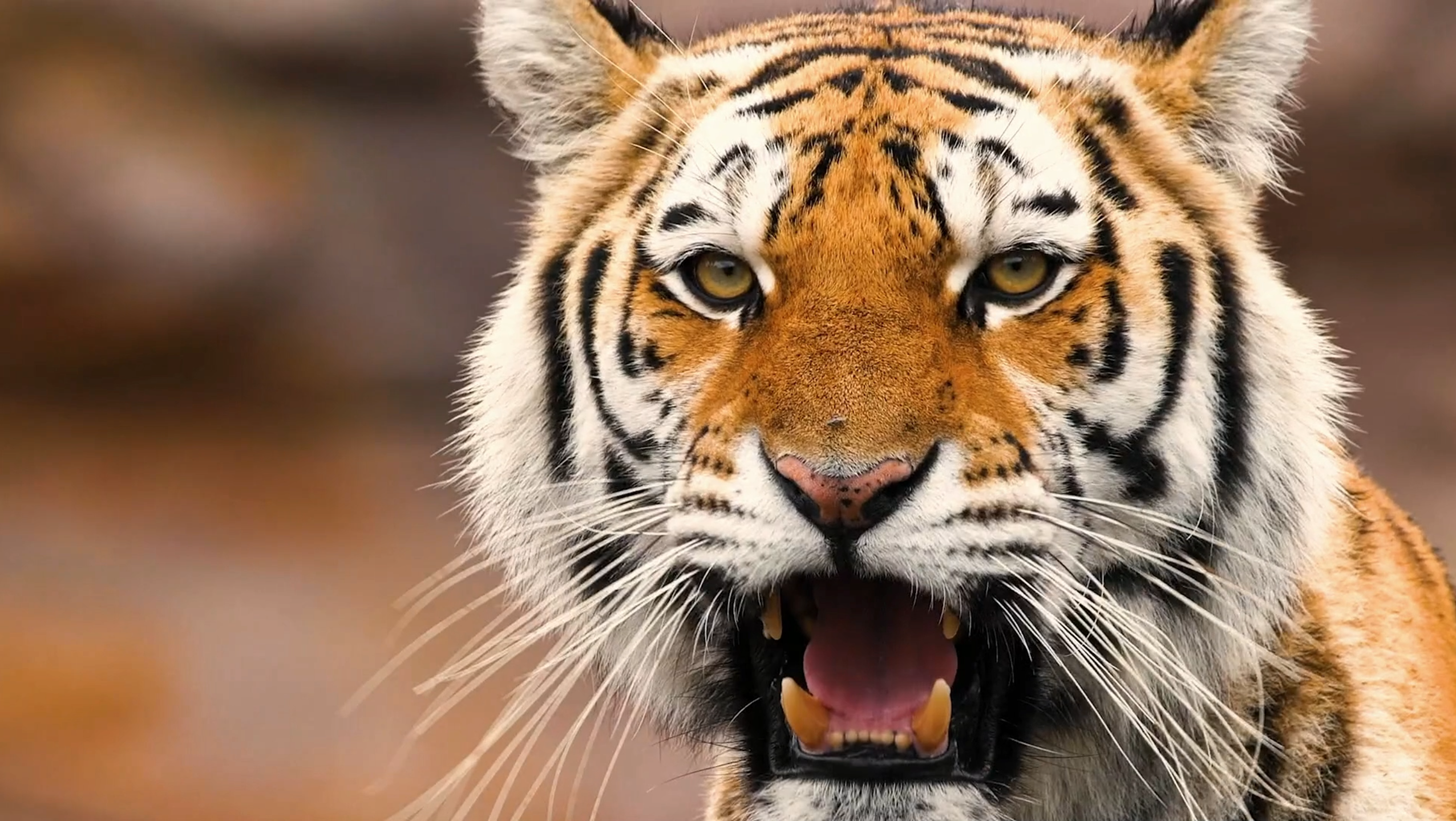 Roku Streambar Pro sound test with tiger roar