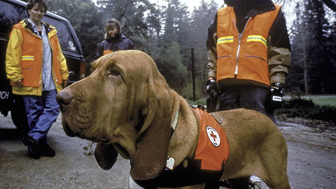 A hound wears a first-aid vest
