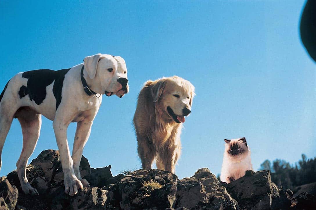 Two dogs and a cat standing at the edge of a cliff