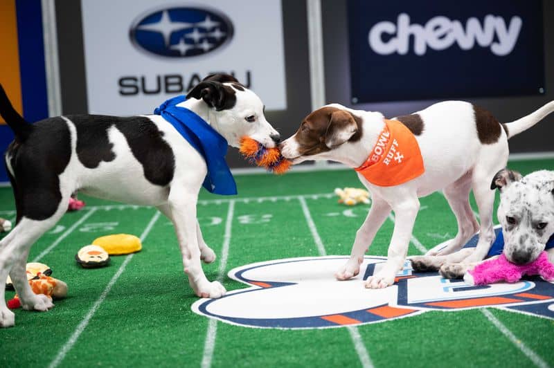 Two dogs wearing team bandanas playing tug of war with a toy