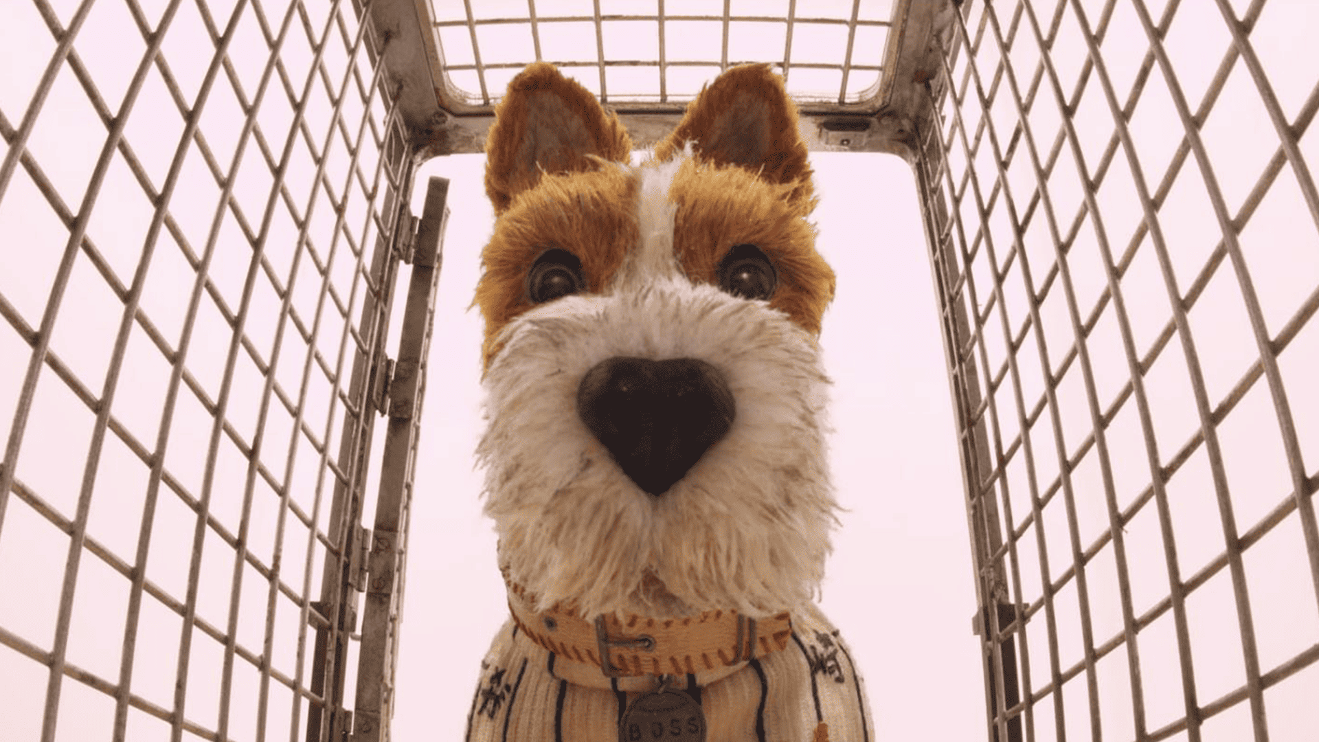 A close-up shot of Boss, a brown-and-white dog, in this image from Indian Paintbrush