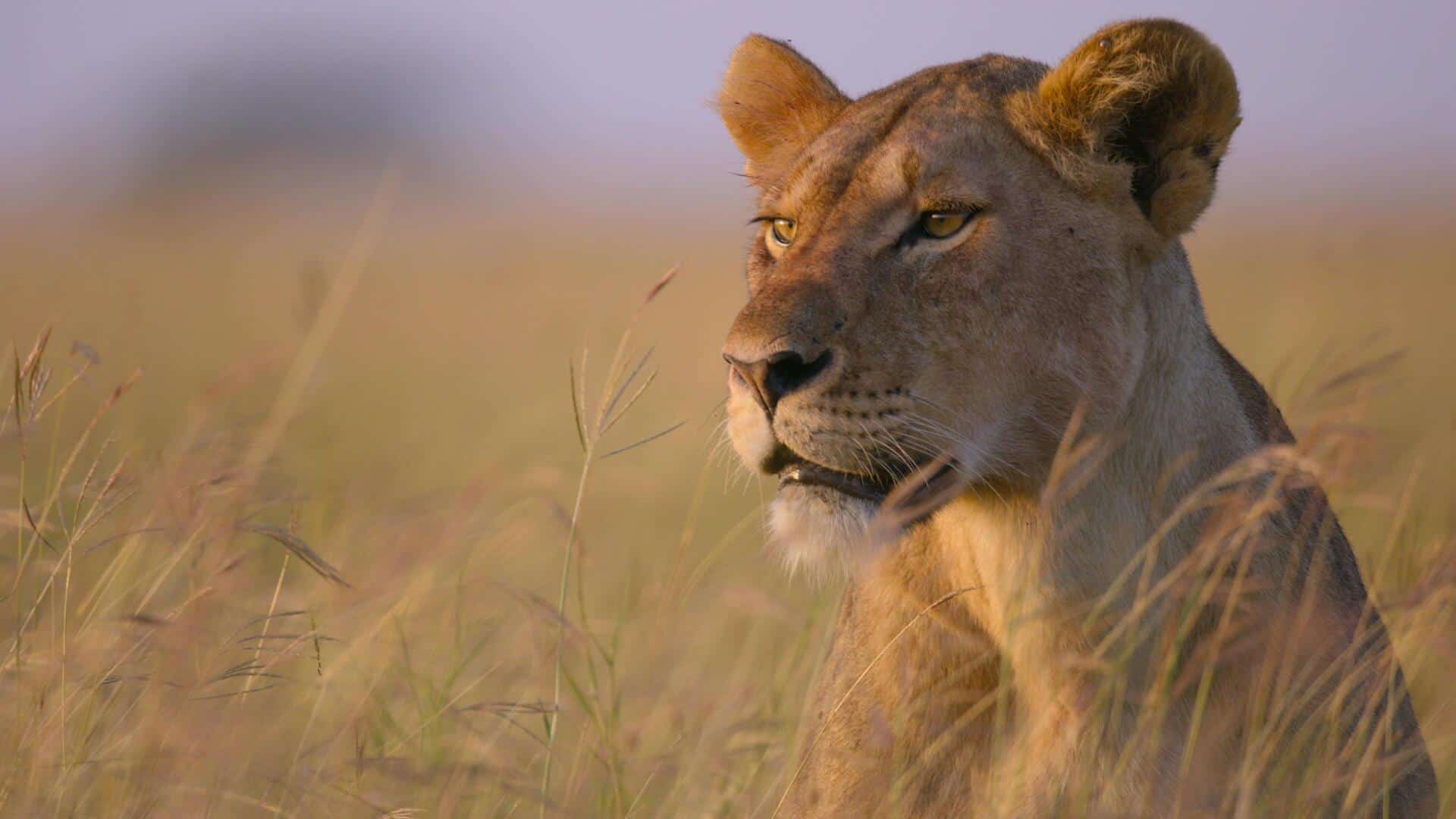 A majestic lioness gazes at something in this image from Silverback Films.