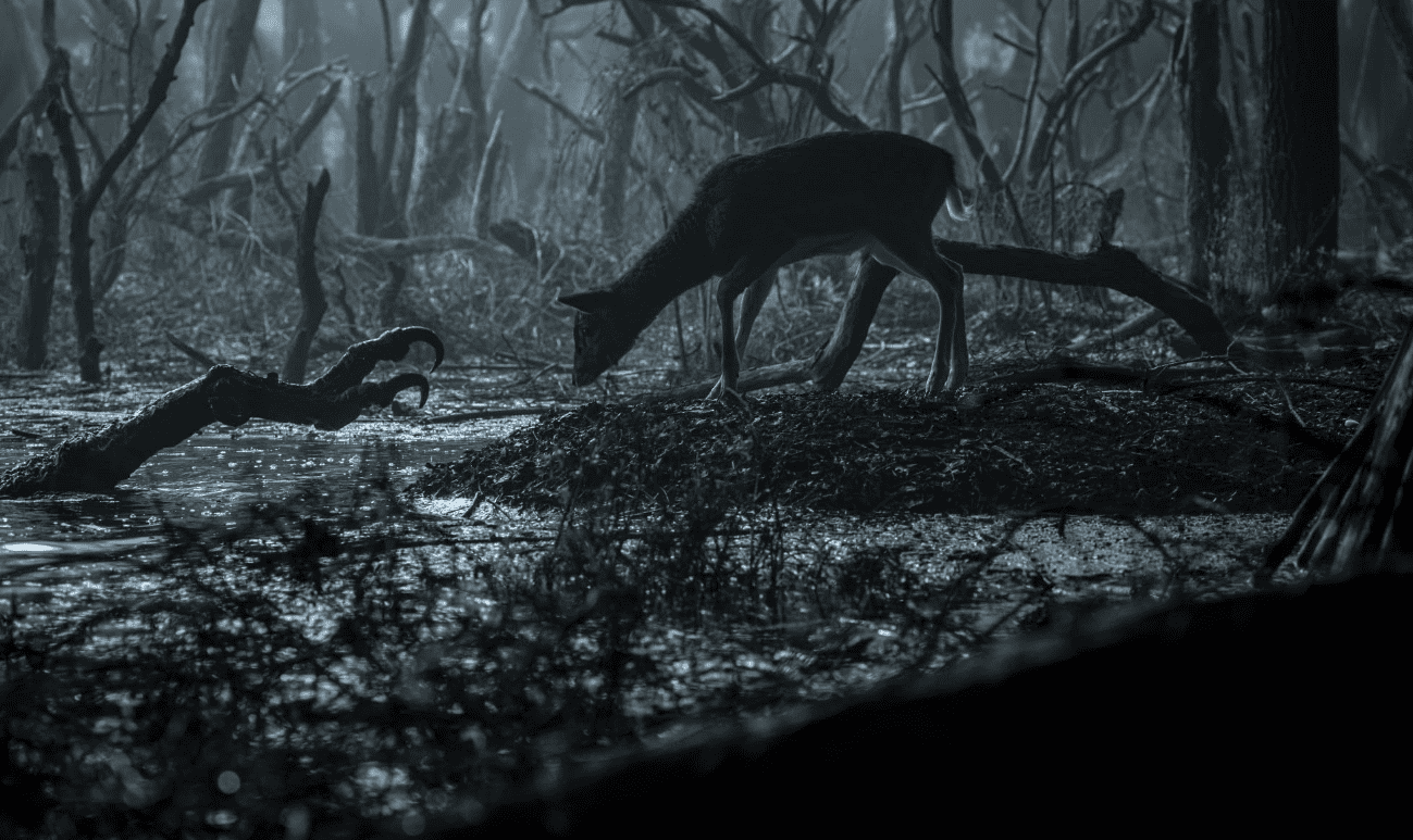  A doe meets a grim fate in this image from Little Schmidt Productions.